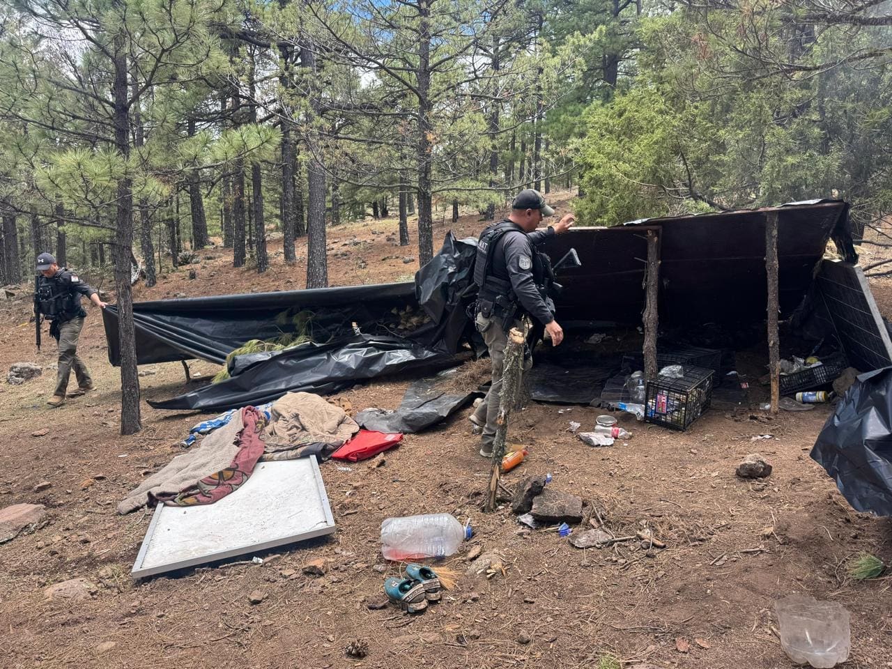 Destruye SSPE campamento presuntamente utilizado por integrantes del crimen organizado en Madera