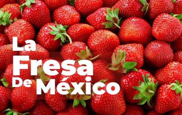 EU “castiga” a la fresa mexicana con cuota preliminar por dumping