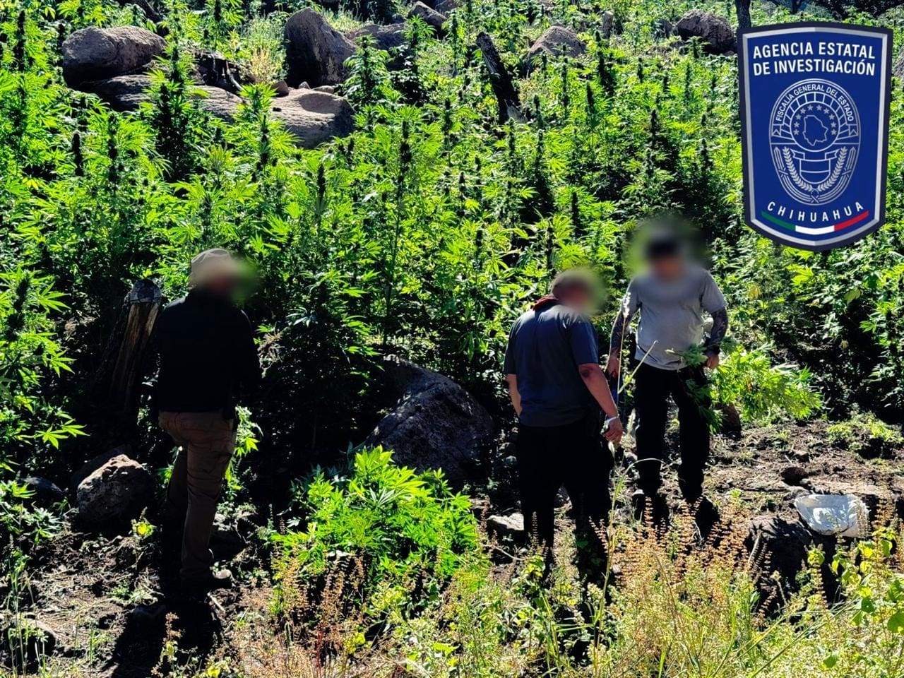 Catean Rancho Georgina, localizan sembradíos de marihuana y campamentos