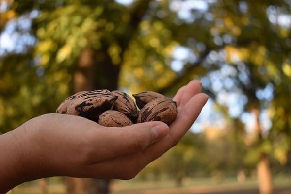 Aranceles de China podrían golpear a productores de nuez en Chihuahua